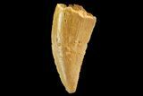 Serrated, Raptor Tooth - Real Dinosaur Tooth #88129-1